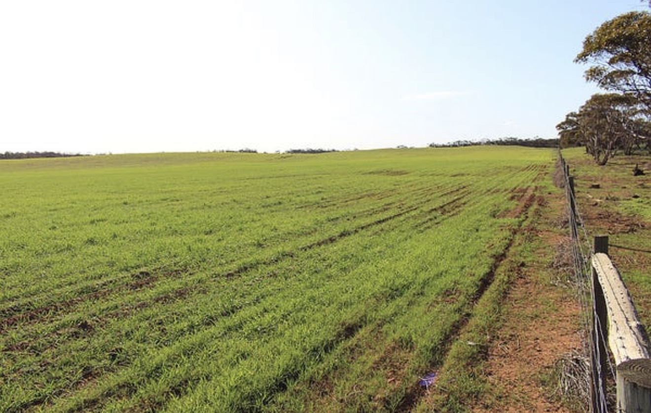 Green crop paddock beside a long boundary fence and established trees