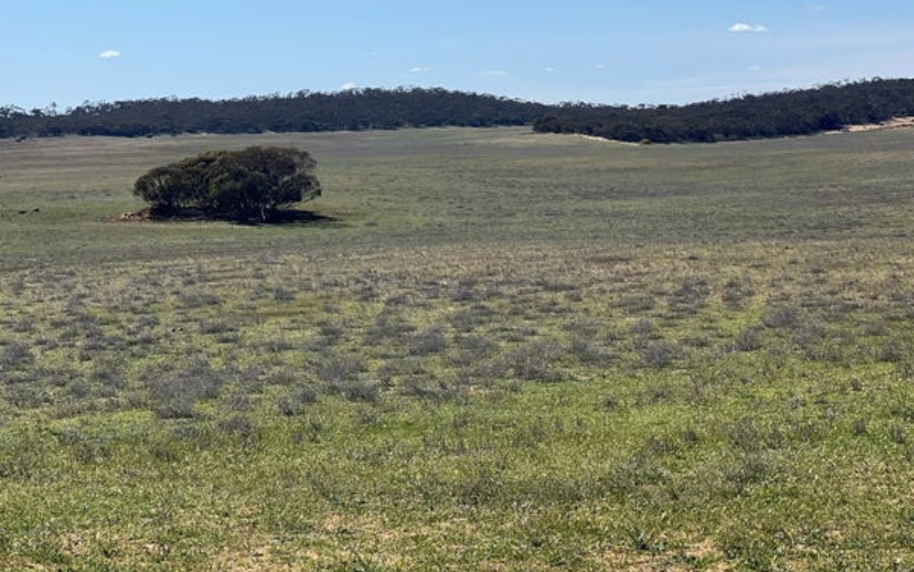 Open undulating paddock bordered by established vegetation