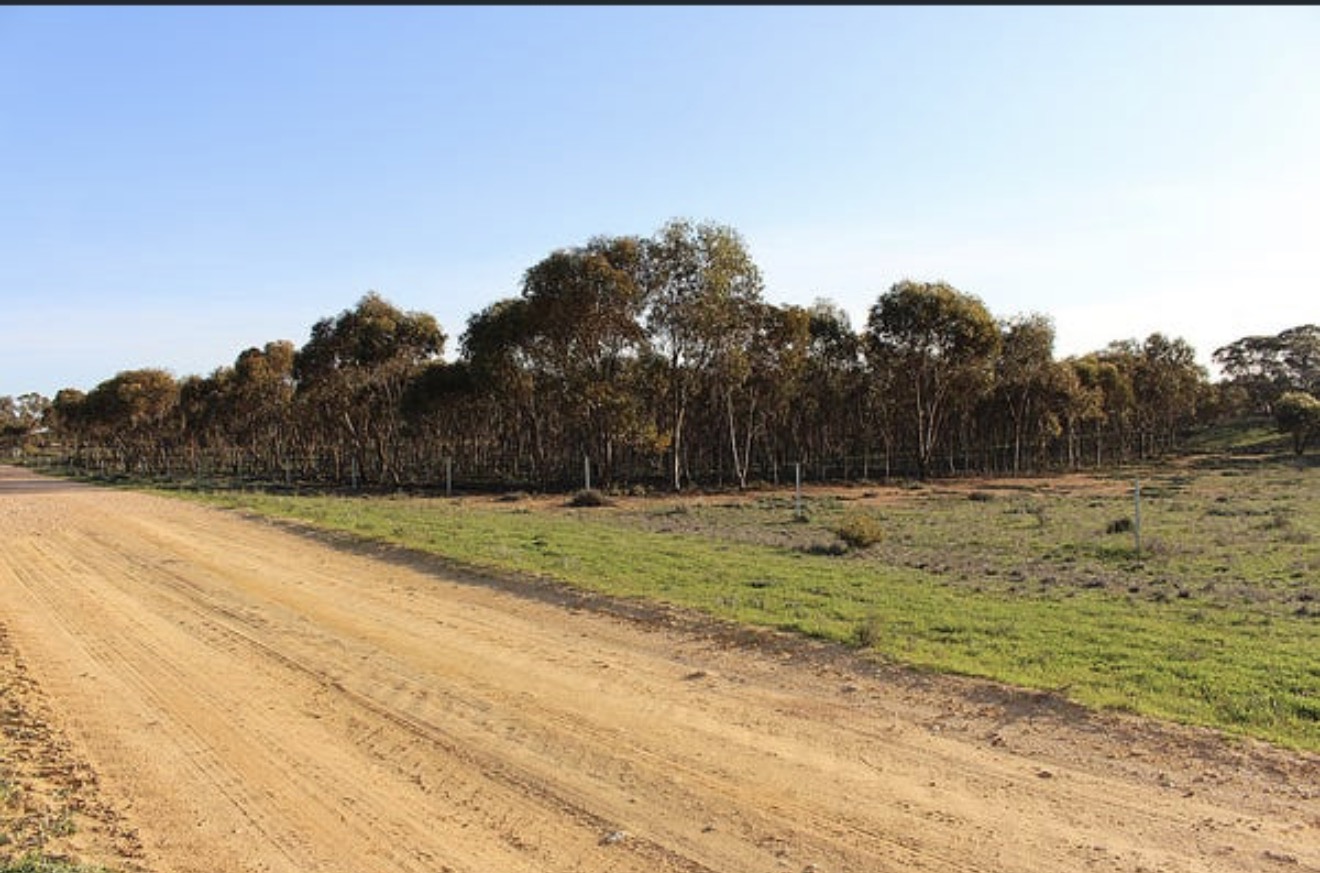 Tree-lined farm track crossing the Halidon property