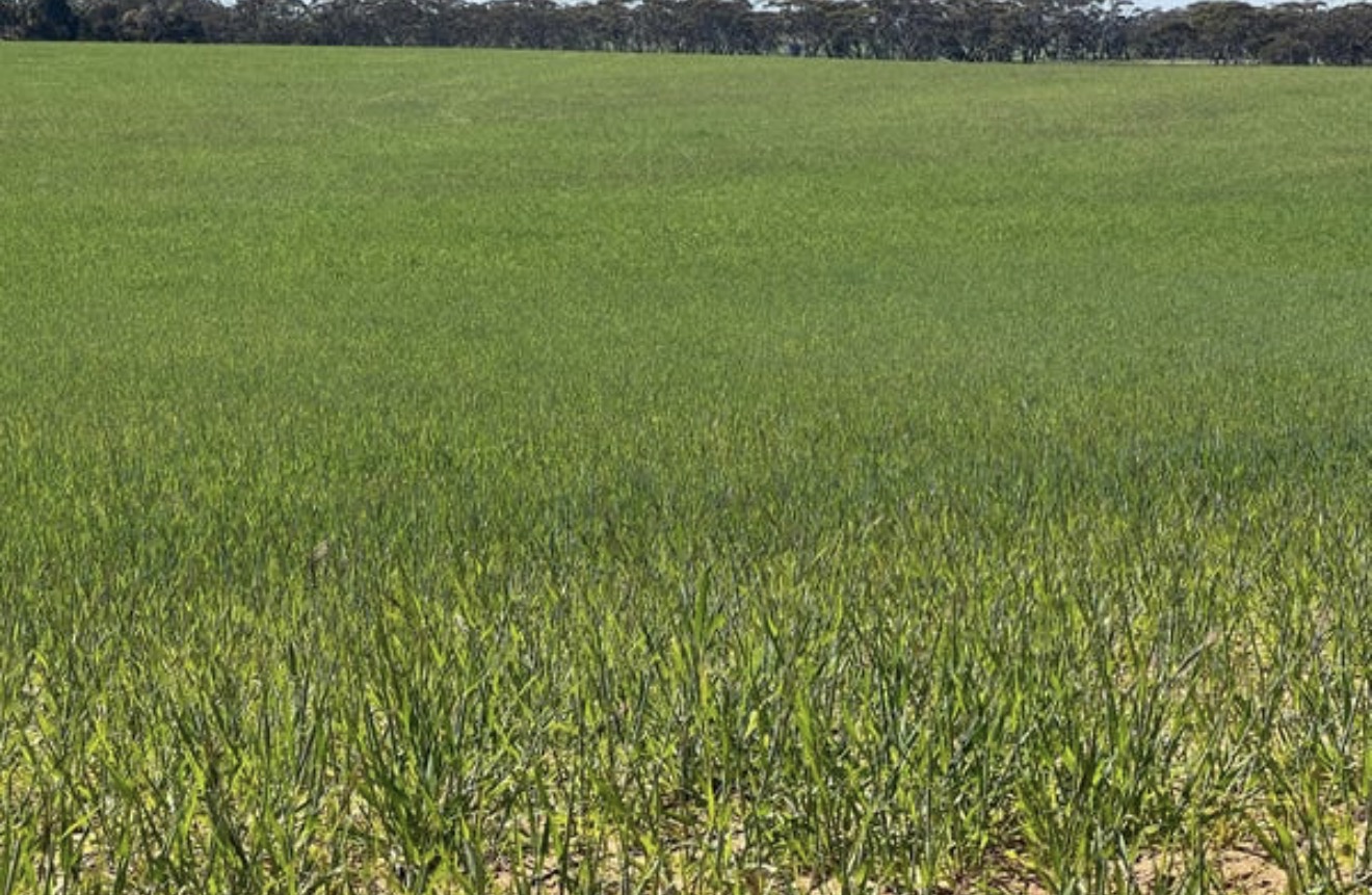 Green crop growing across a broad farm paddock