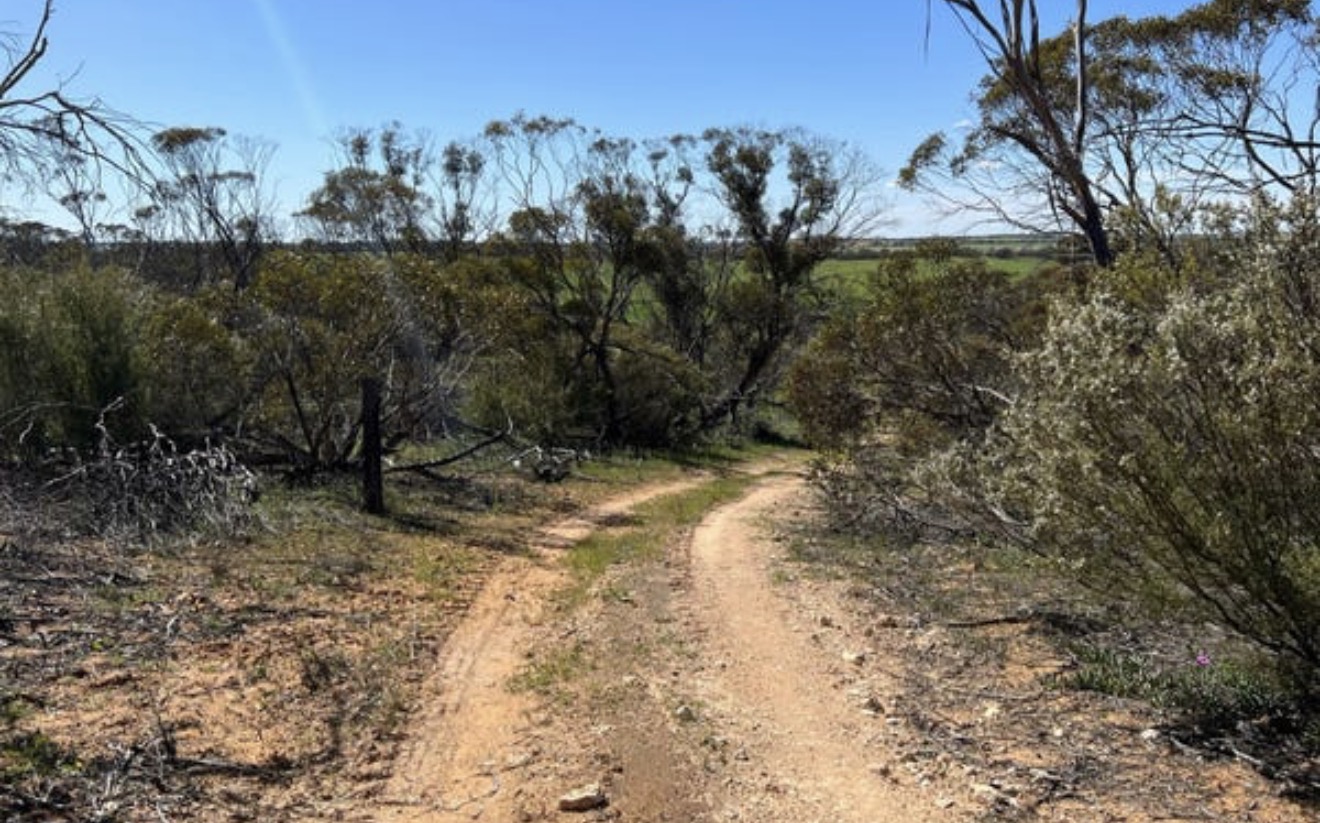 Sandy track winding through native vegetation on the property